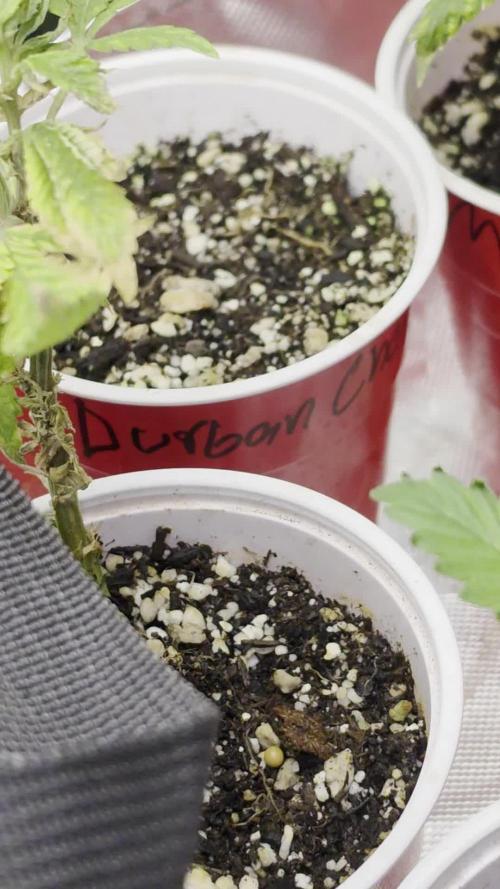 Durban cherry