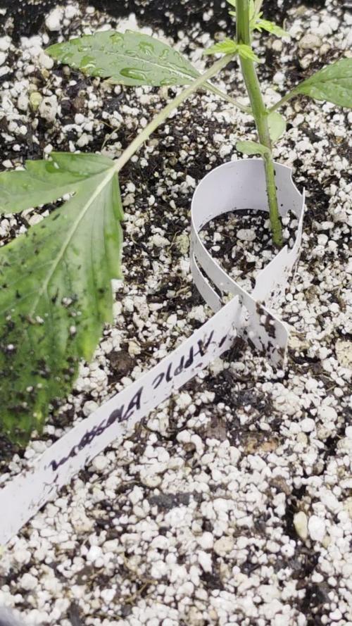 Humboldt seeds Apple Blossom