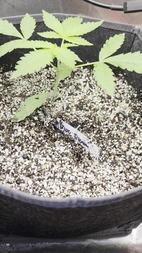 Cannapot Company's Blue Dream