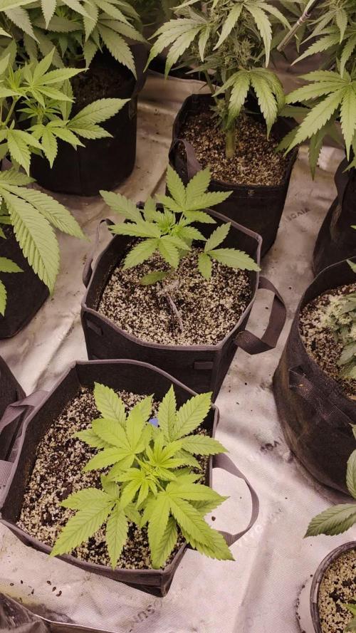 Cannapot Company's Blue Dream