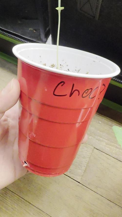 Chocwah