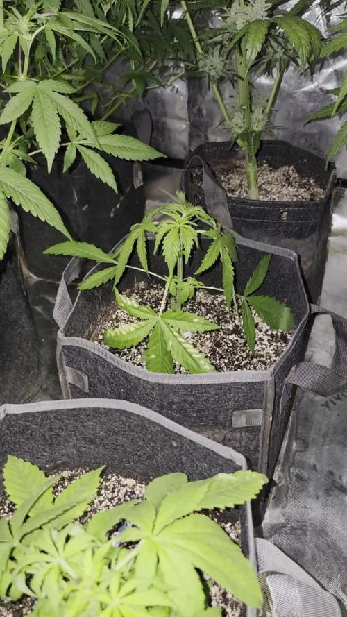 Cannapot Company's Blue Dream