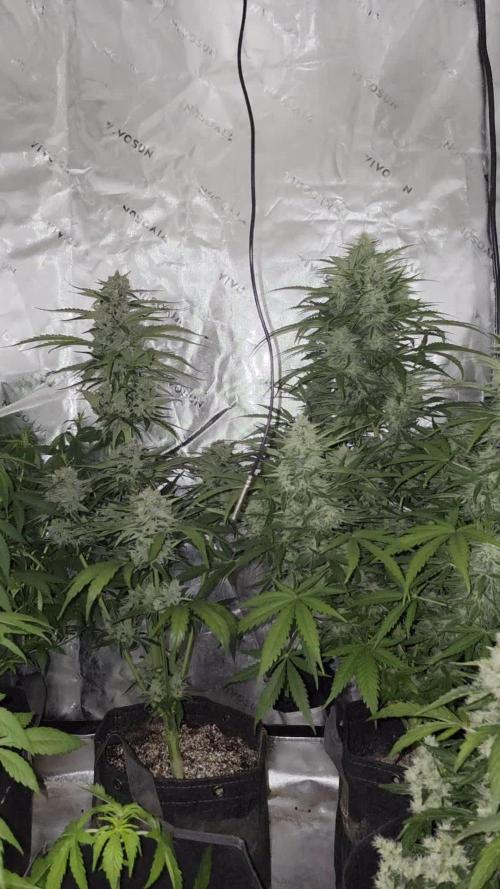 Seedlings in the clone wars