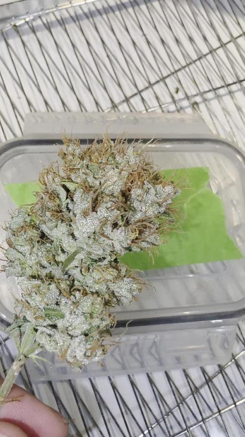 Mini Chocolope pheno hunt