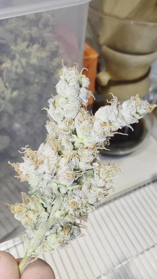 Mini Chocolope pheno hunt