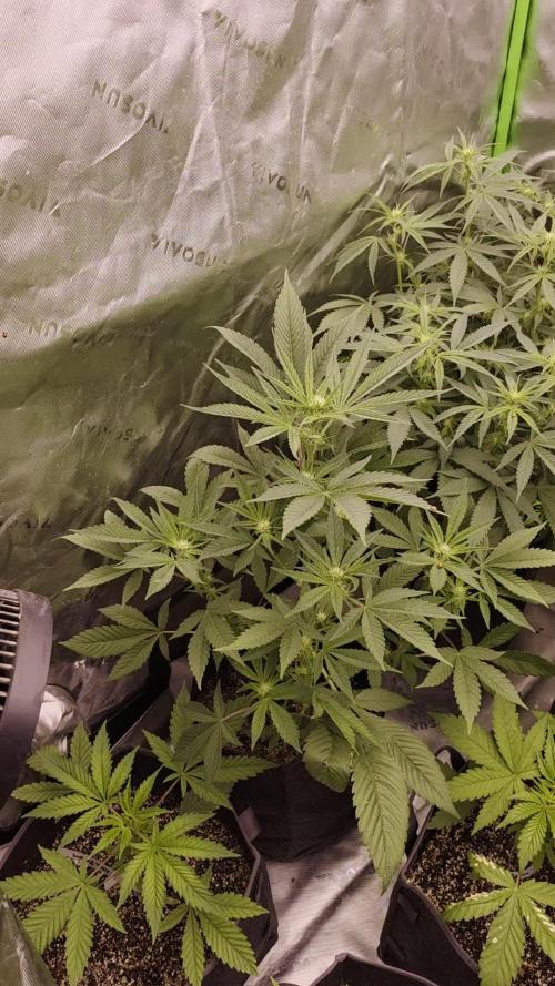 GGTM Sensible seeds freeb