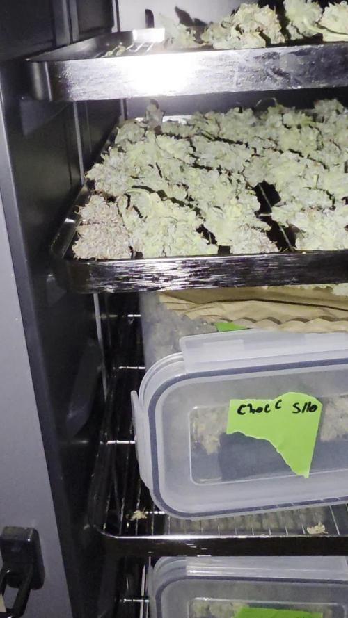 Seedlings in the clone wars
