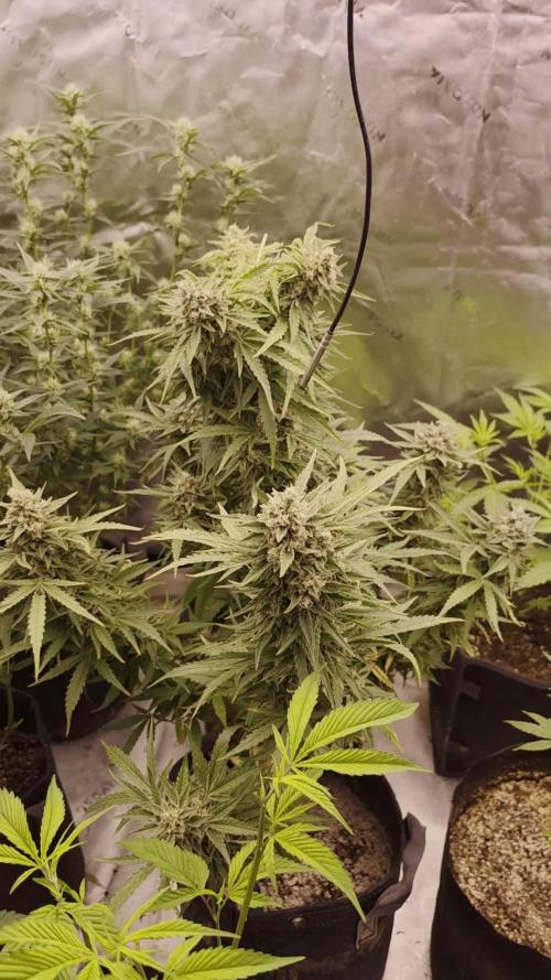 Seedlings in the clone wars