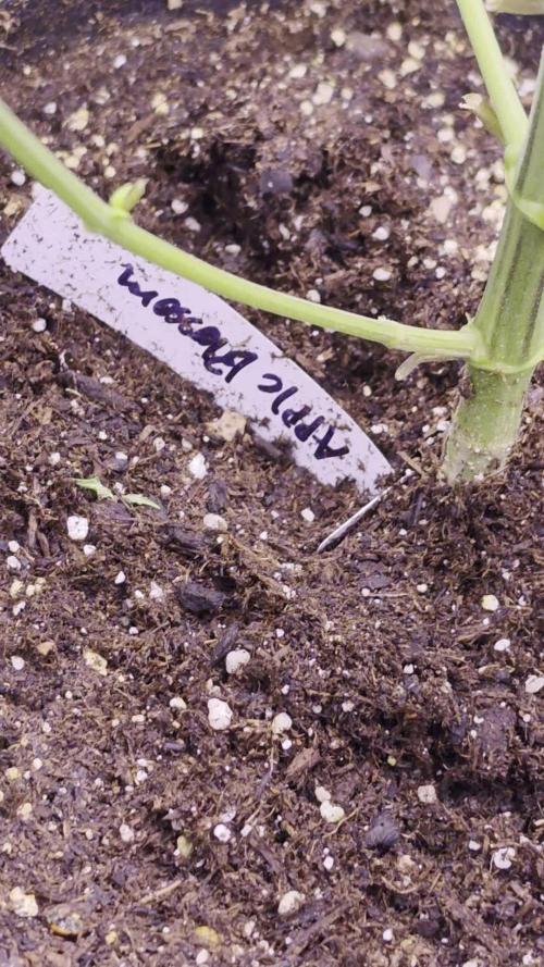 Humboldt seeds Apple Blossom