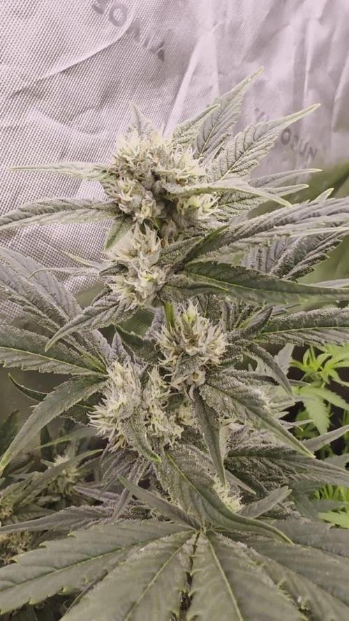 GGTM Sensible seeds freeb