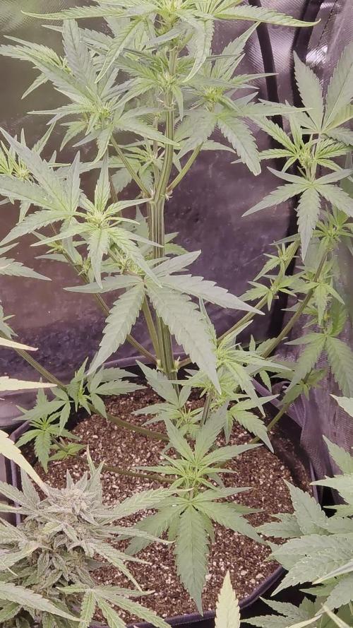 Humboldt seeds Apple Blossom