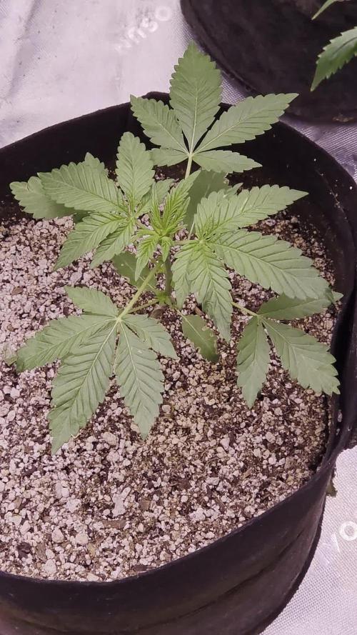 Durban cherry