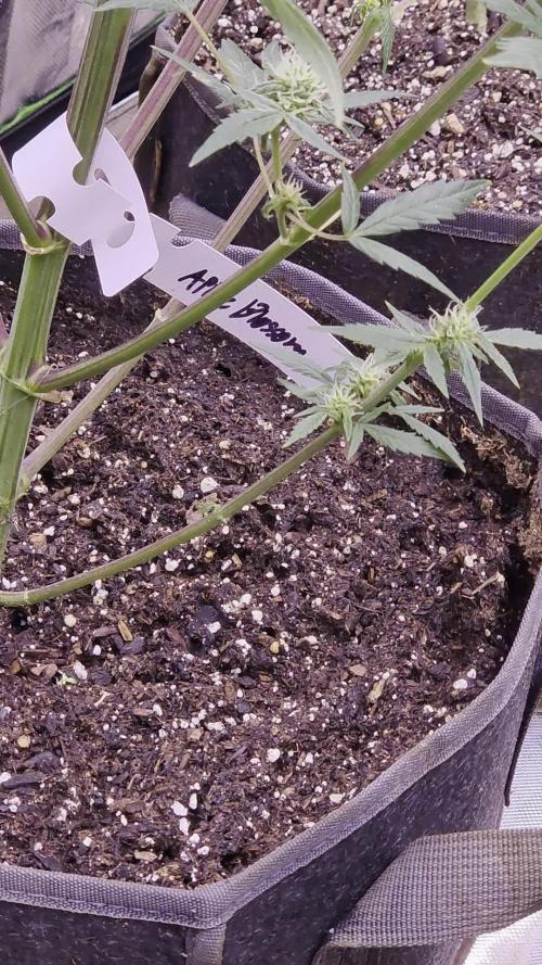 Humboldt seeds Apple Blossom