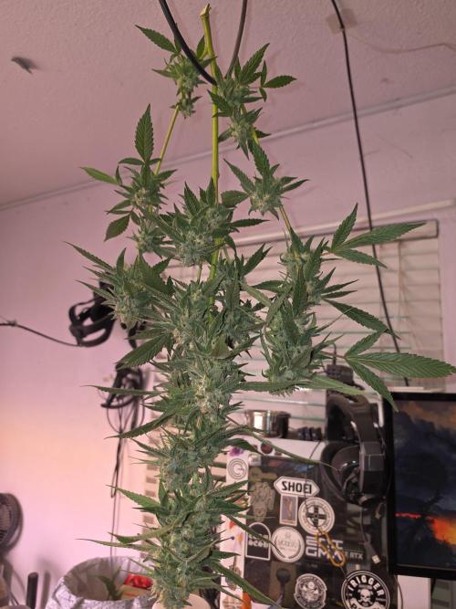 X3 for the bag appeal. Week 11