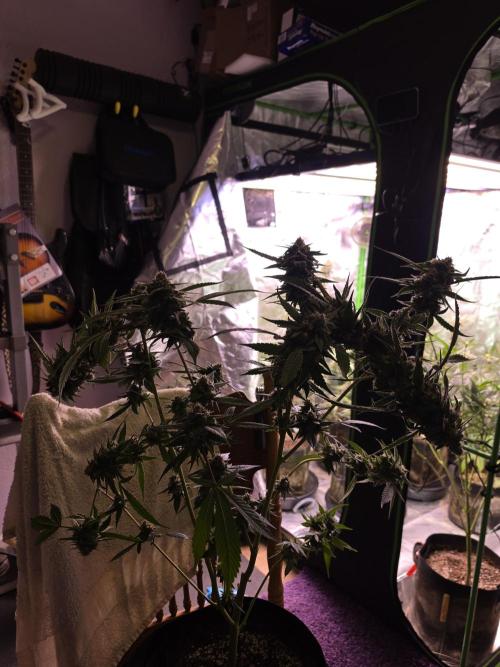 Gorilla snacks. Week 11
