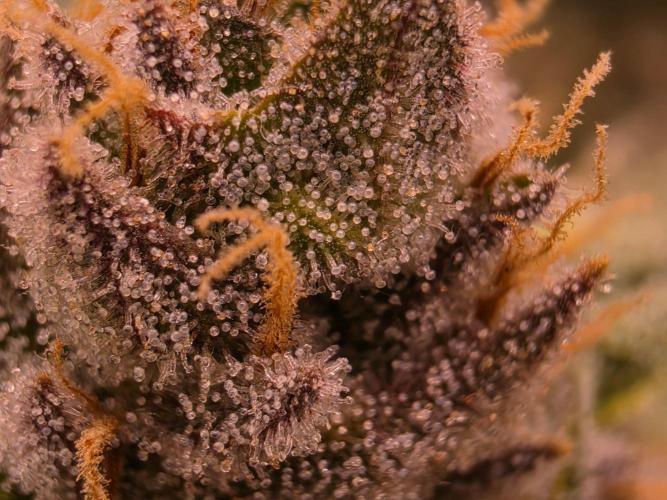 Gorilla snacks. Week 12