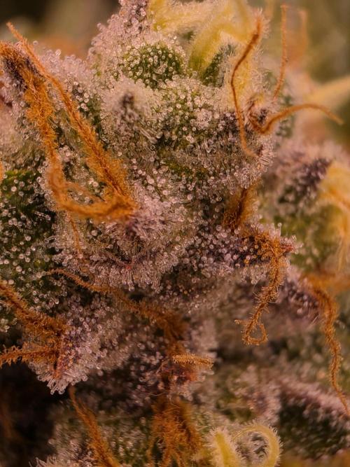 Cannapot Company's Blue Dream. Week 14 - 7/14