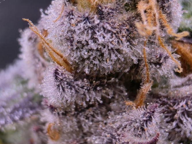 Humboldt seeds Apple Blossom. Week 14 - 7/14