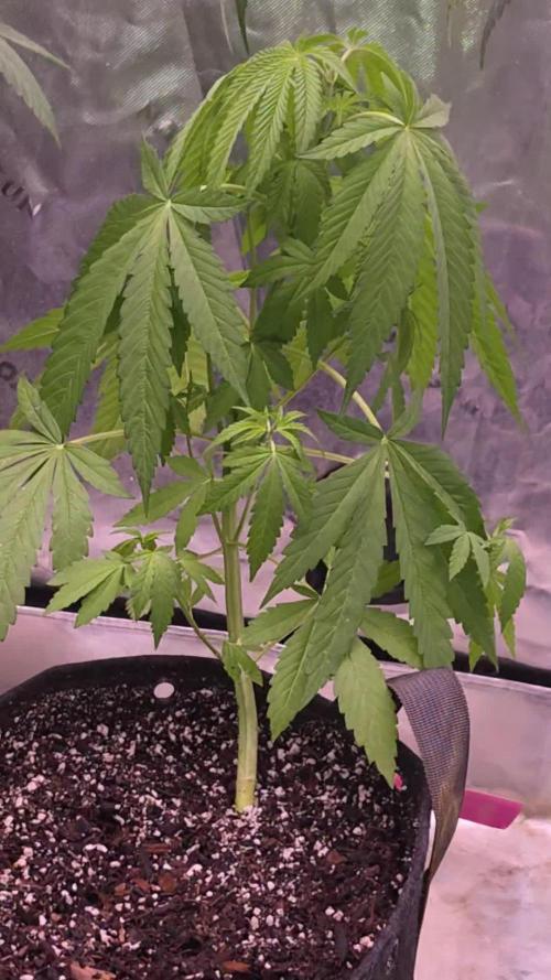 DNA chocolope x2