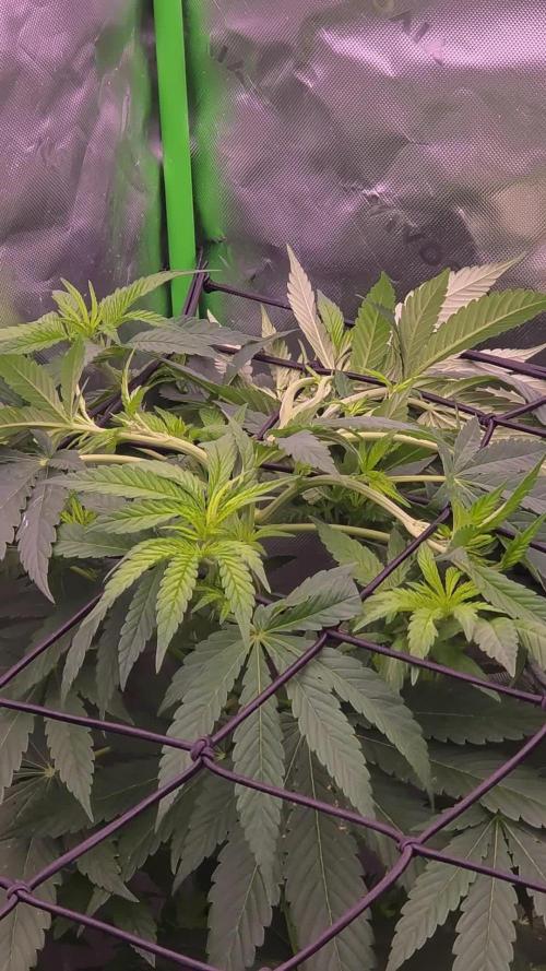 Kiyomi. Week 8