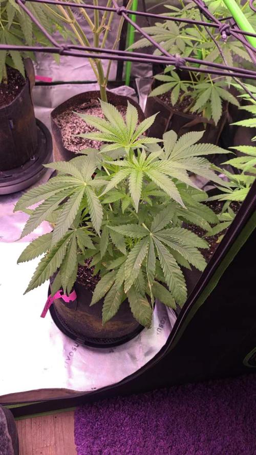 DNA chocolope x2