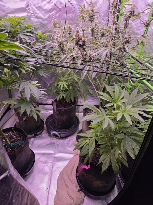 Chocolope. Week 7