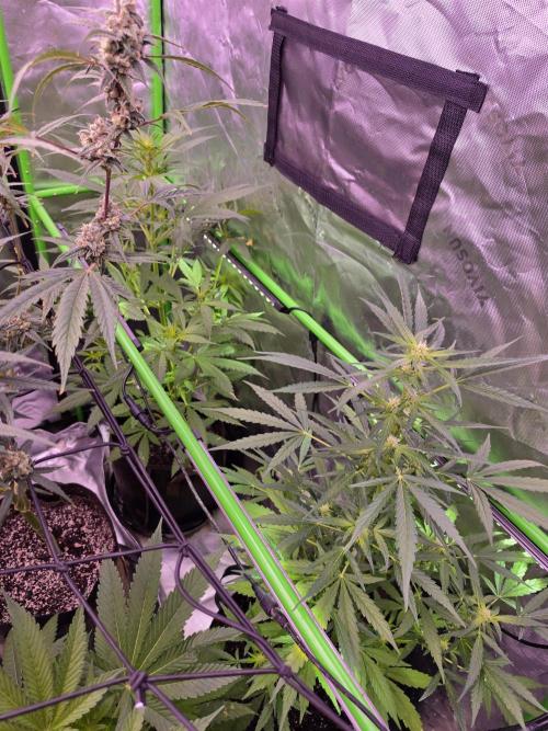 Runtz auto x2. Week 7