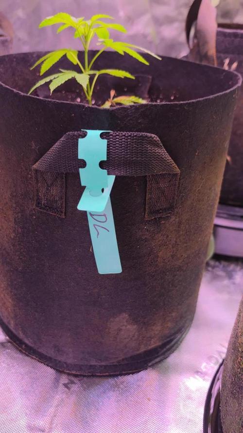 Durban cherry clone