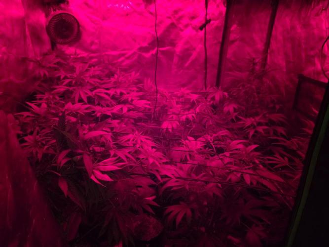 Chocwah. Week 14 - That's where she was, those chocolopes will appreciate the direct light. 