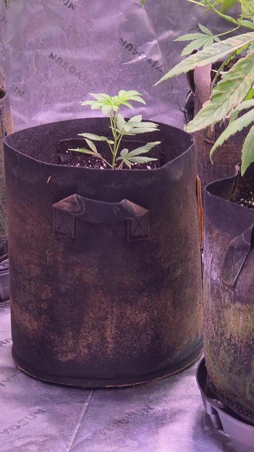 Durban cherry clone
