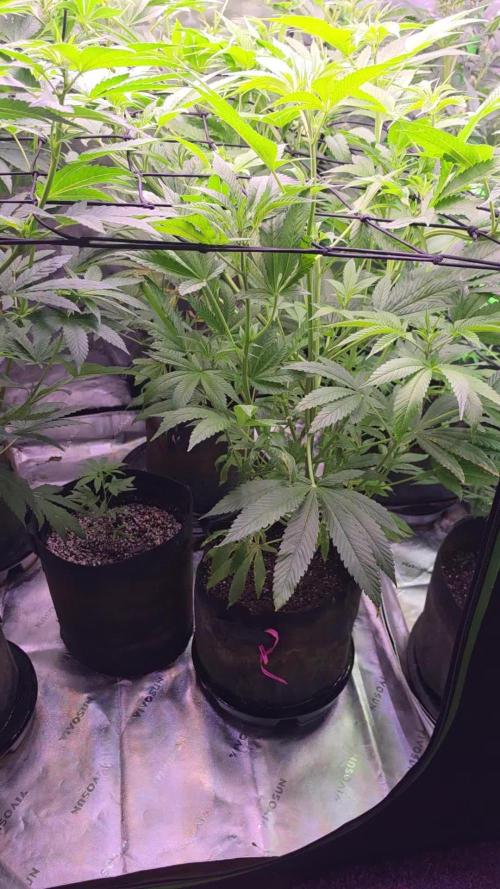 Chocolope. Week 8
