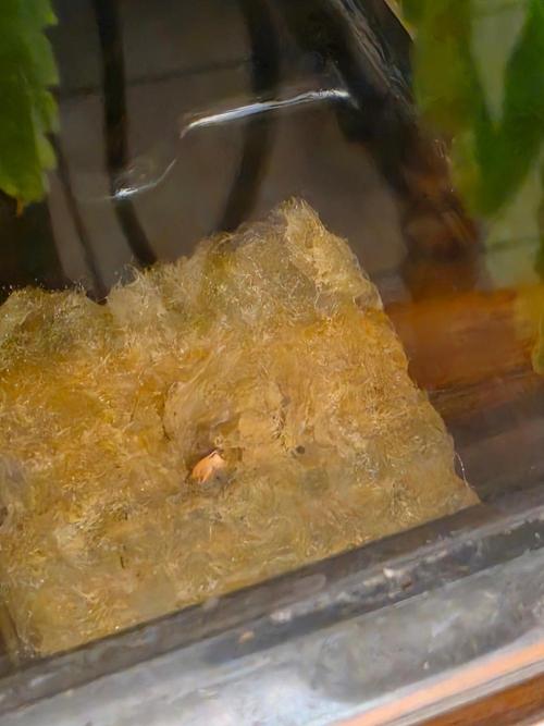 Ztrawberriez Auto. Week 0