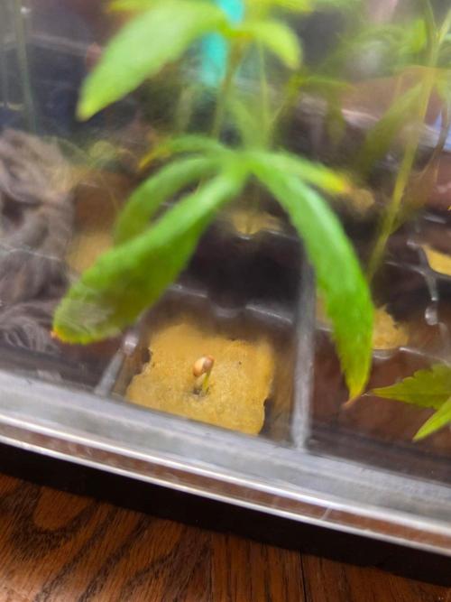 Ztrawberriez Auto. Week 0