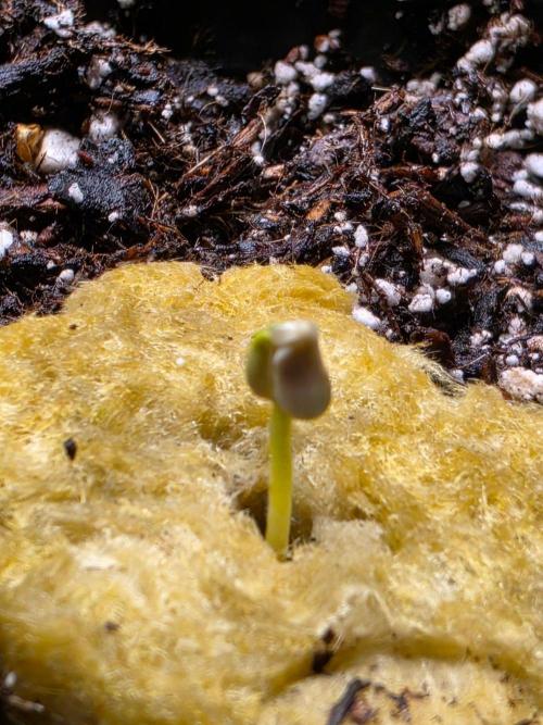 Ztrawberriez Auto. Week 0