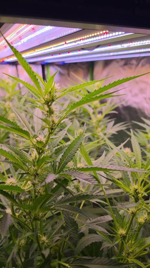 DNA chocolope x2