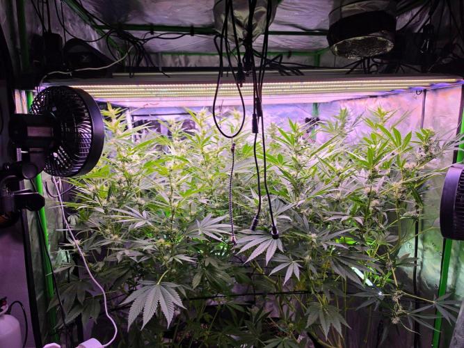 DNA chocolope x2. Week 10 - They want to touch the light. 