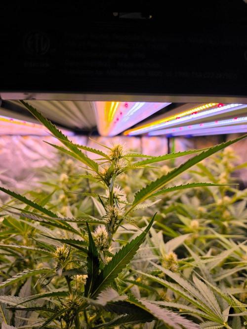 DNA chocolope x2. Week 10 - Bro that's like 2k ppfd and the only co2 I run is breath. 
