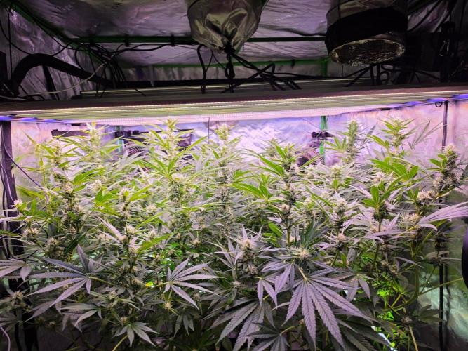 DNA chocolope x2. Week 10 - Insane