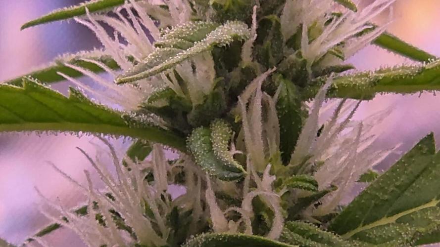 DNA chocolope x2