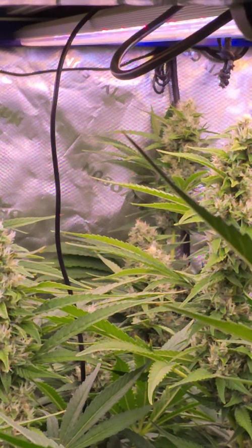 DNA chocolope x2