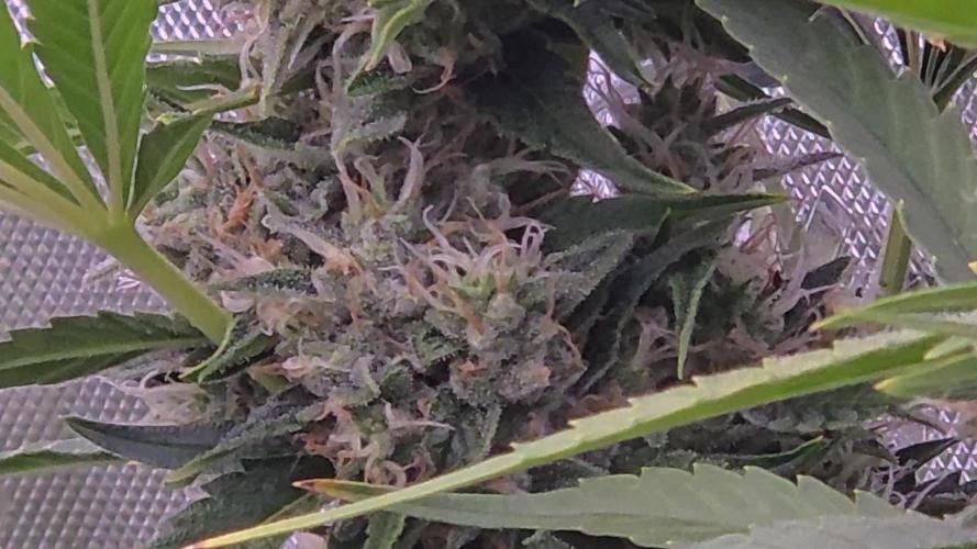 DNA chocolope x2