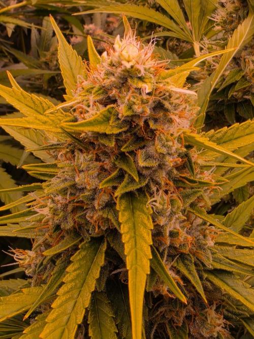 DNA chocolope x2. Week 14