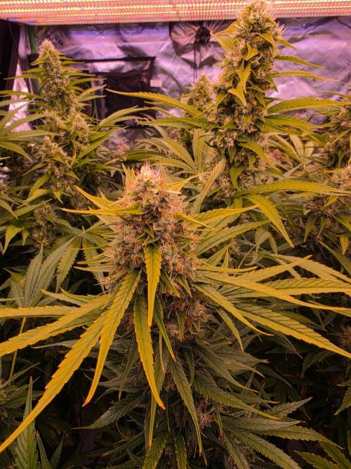 DNA chocolope x2. Week 14