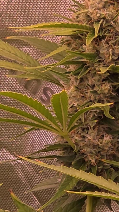 DNA chocolope x2