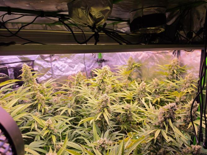 DNA chocolope x2. Week 14