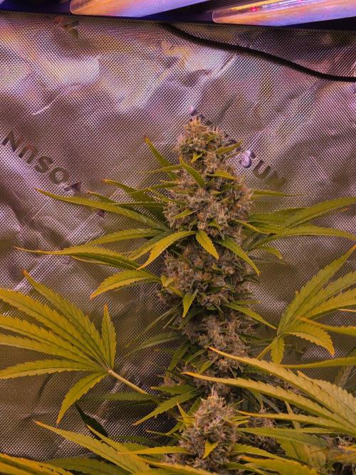 DNA chocolope x2. Week 14