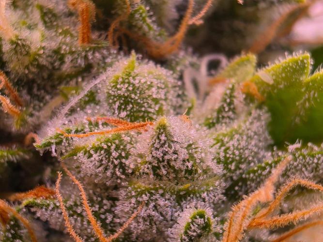 DNA chocolope x2. Week 14