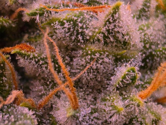 DNA chocolope x2. Week 14