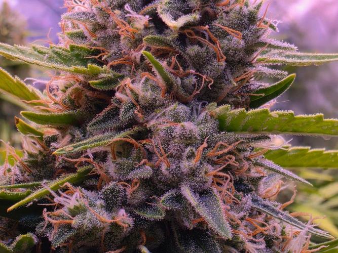 Chocolope. Week 14