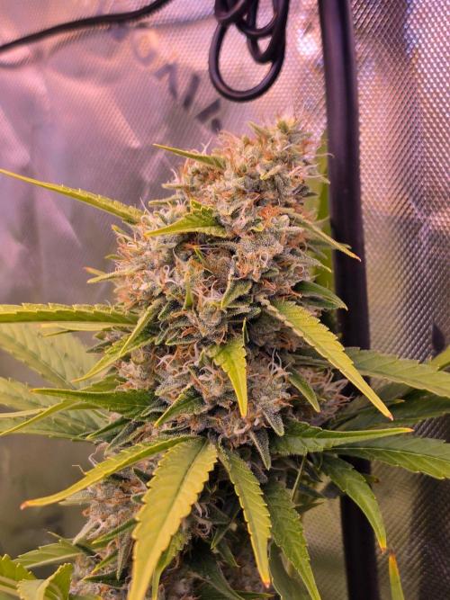 Chocolope. Week 13